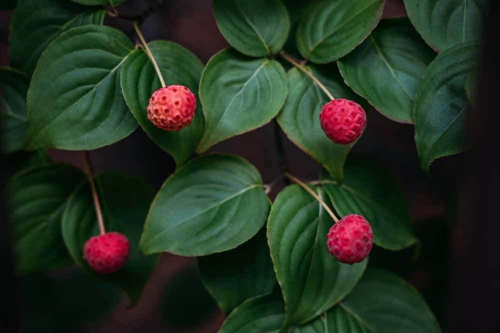 Pruning Techniques