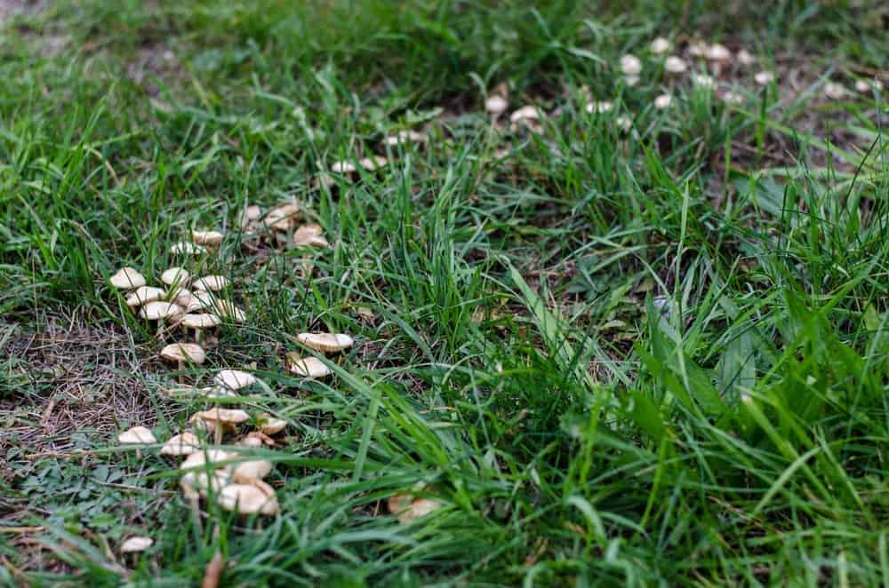 Fairy Ring Mushrooms