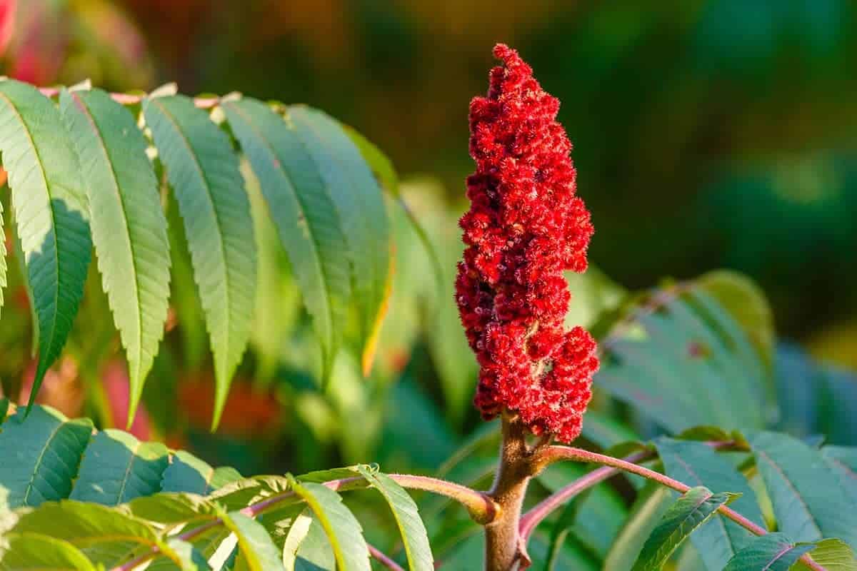 Staghorn Sumac (Rhus typhina)