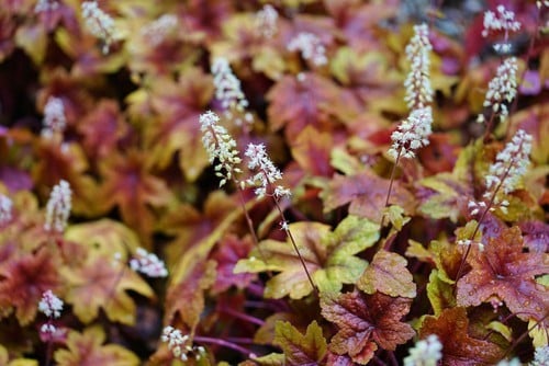 Heucherella