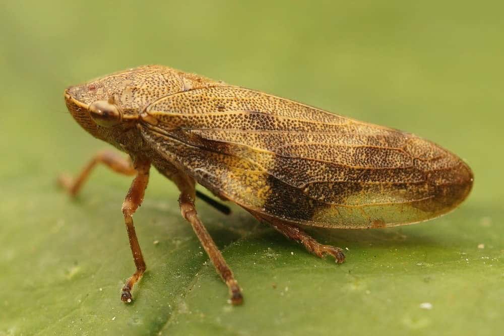 Life Cycle of a Spittle Bug