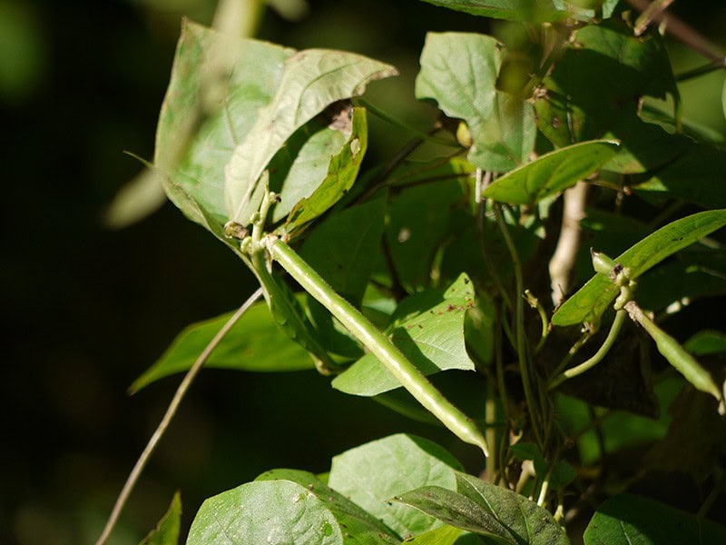 Lima Beans