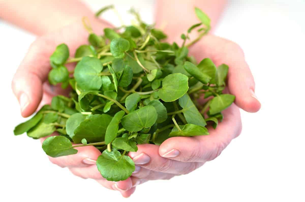 Watercress (Nasturtium officinale)