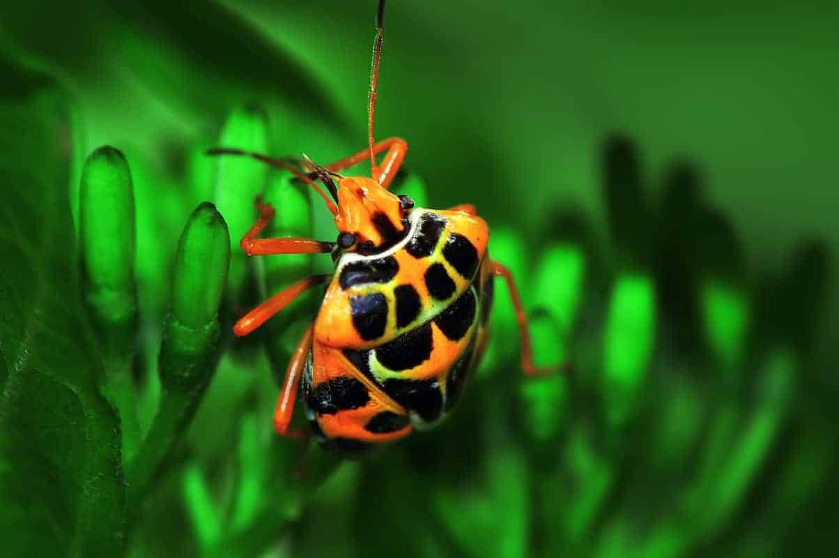 Harlequin Bugs