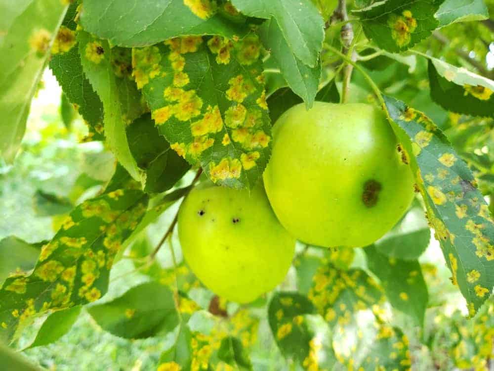 Cedar Apple Rust