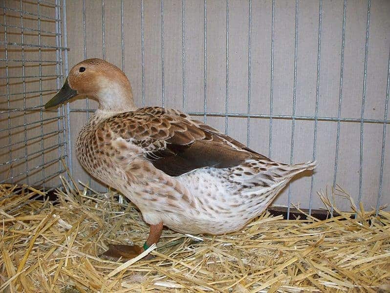 Welsh Harlequin Duck