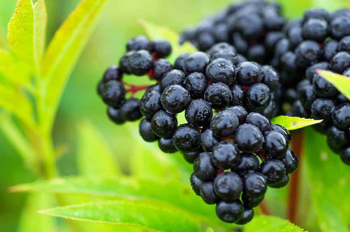 Elderberries (Sambucus canadensis)