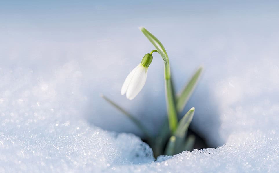 Snowdrop