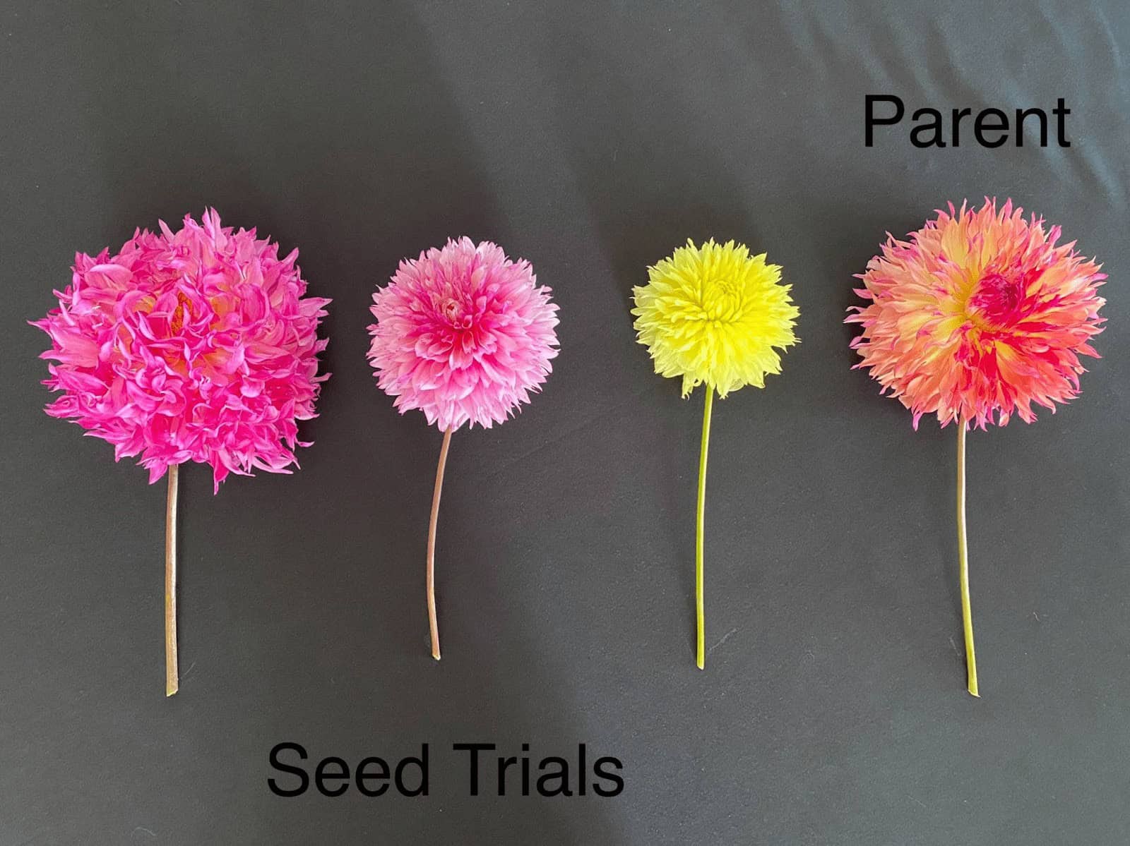 Why Breed Dahlias from Seed and Not Tubers?