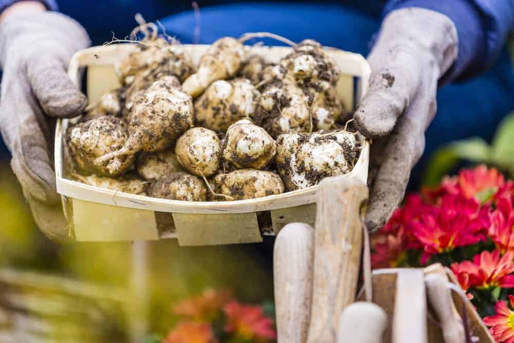 Jerusalem Artichokes