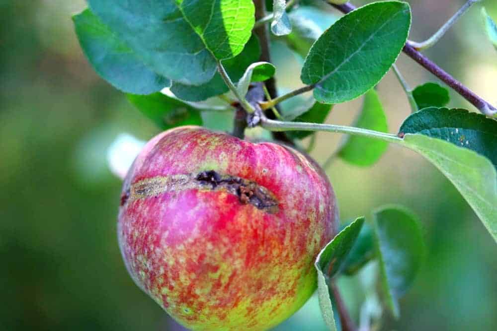 Ripe Apples Have a Scar Across The Skin