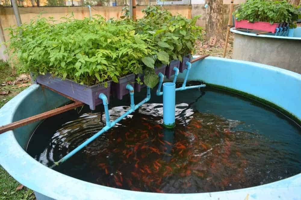 Consider Aquaponics