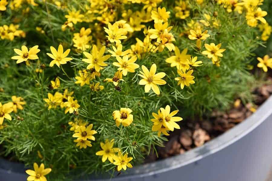 Coreopsis