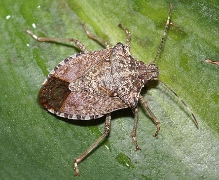 Stink Bugs