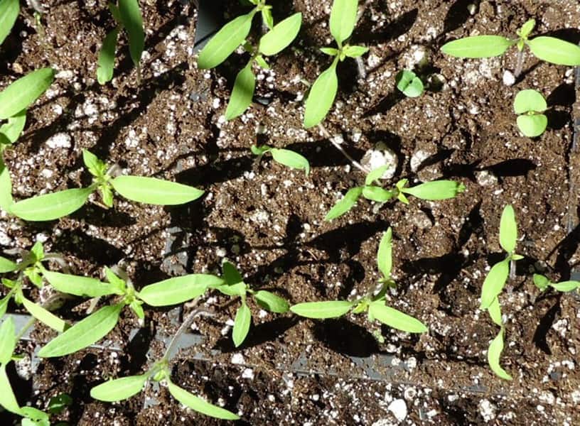 Growing Basil in Pots