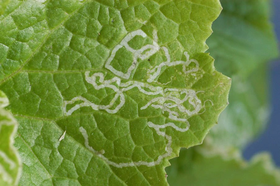 Mustard Leafminer