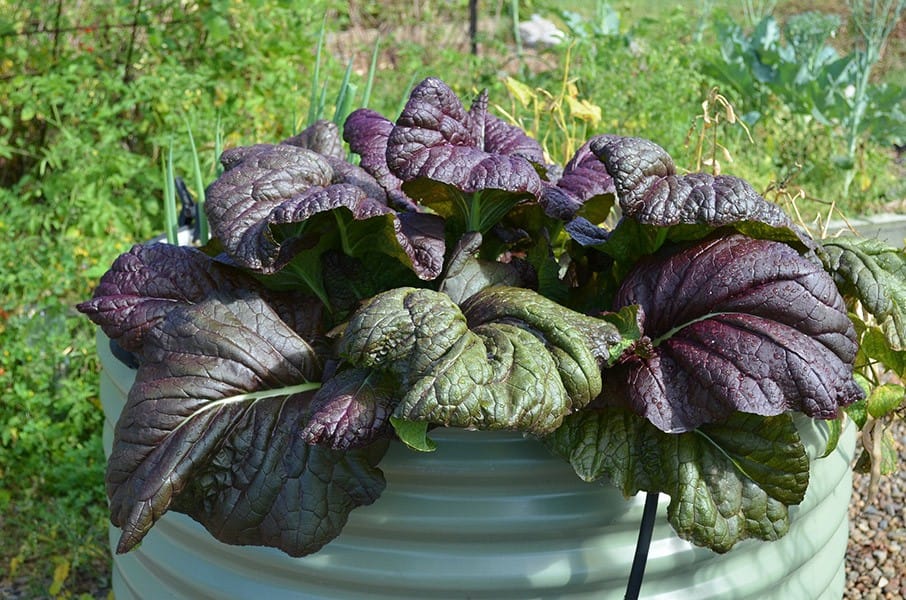 Alternative Ways of Growing Mustard Greens