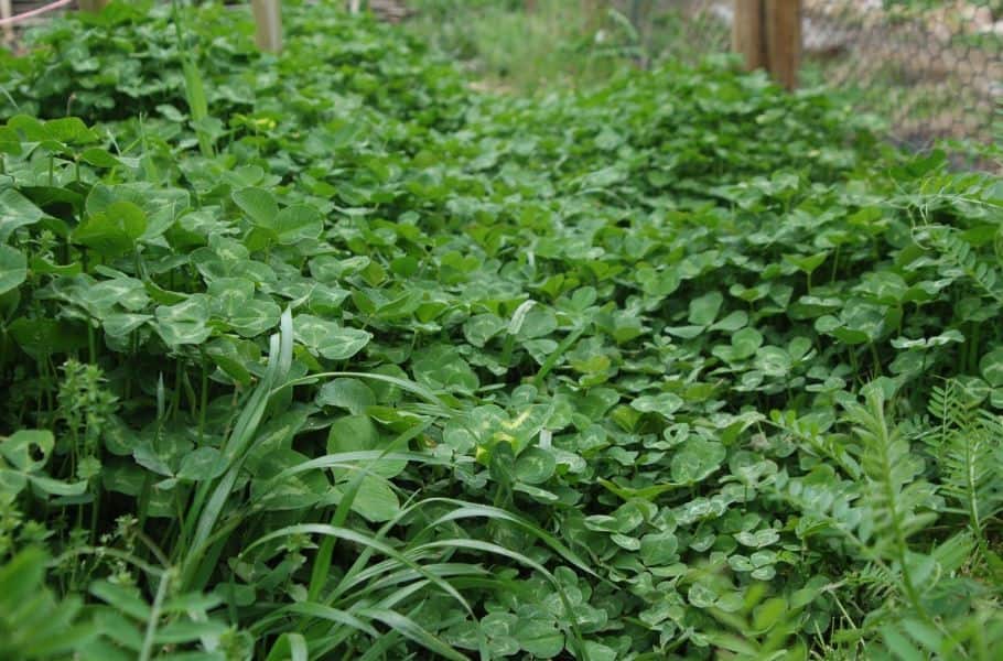 What Are Winter Cover Crops?