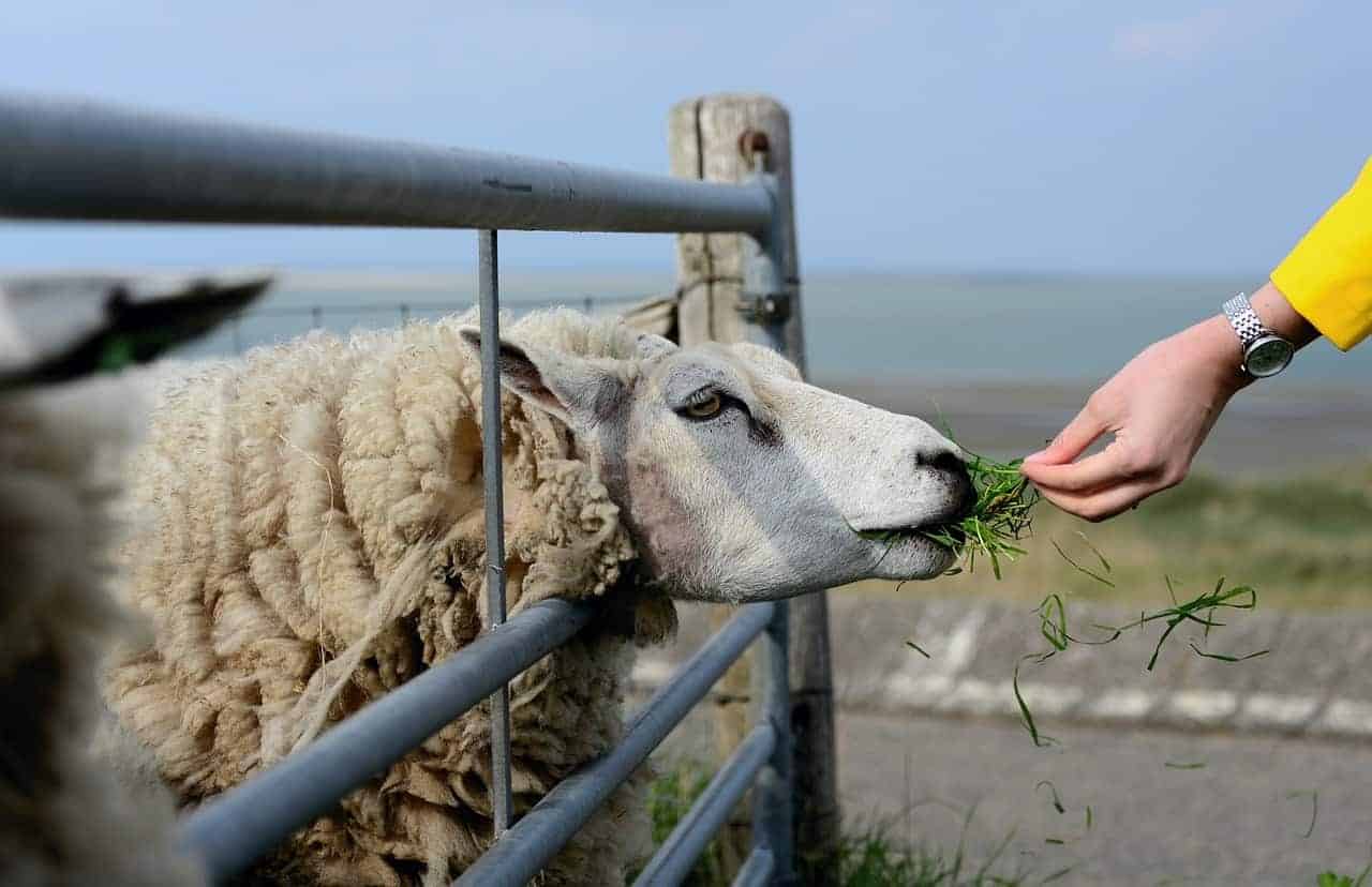 Handling Sheep When They’re Pregnant