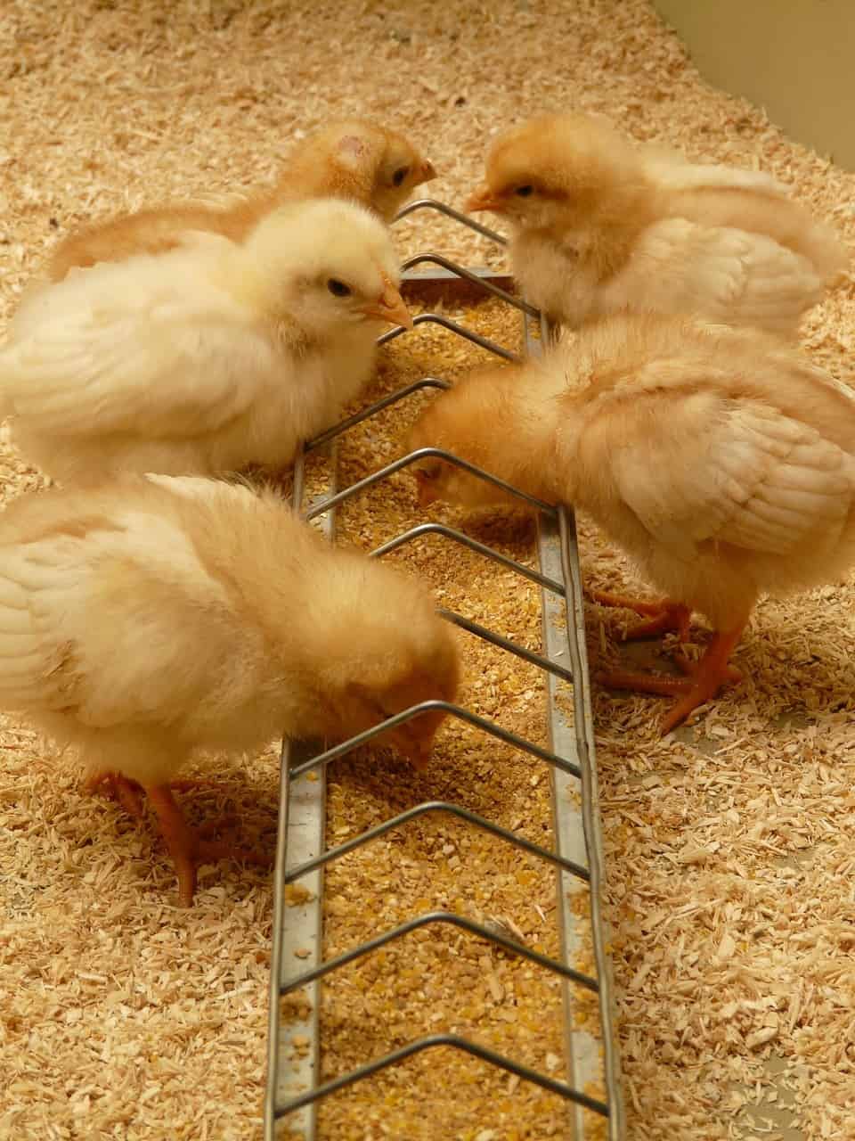 Prepping for Your Baby Chicks