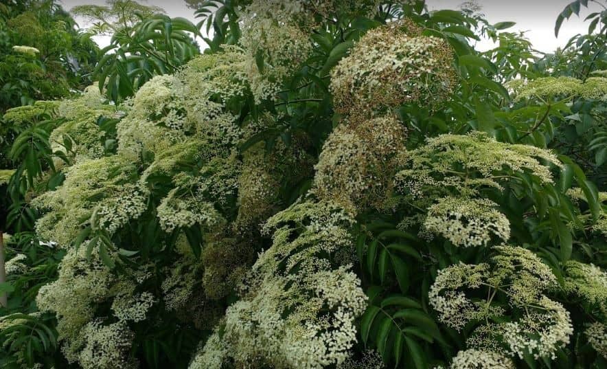 Elderberry Flowers