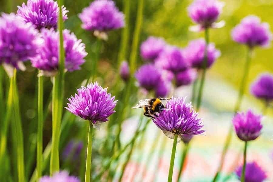 Chives (Allium schoenoprasum)