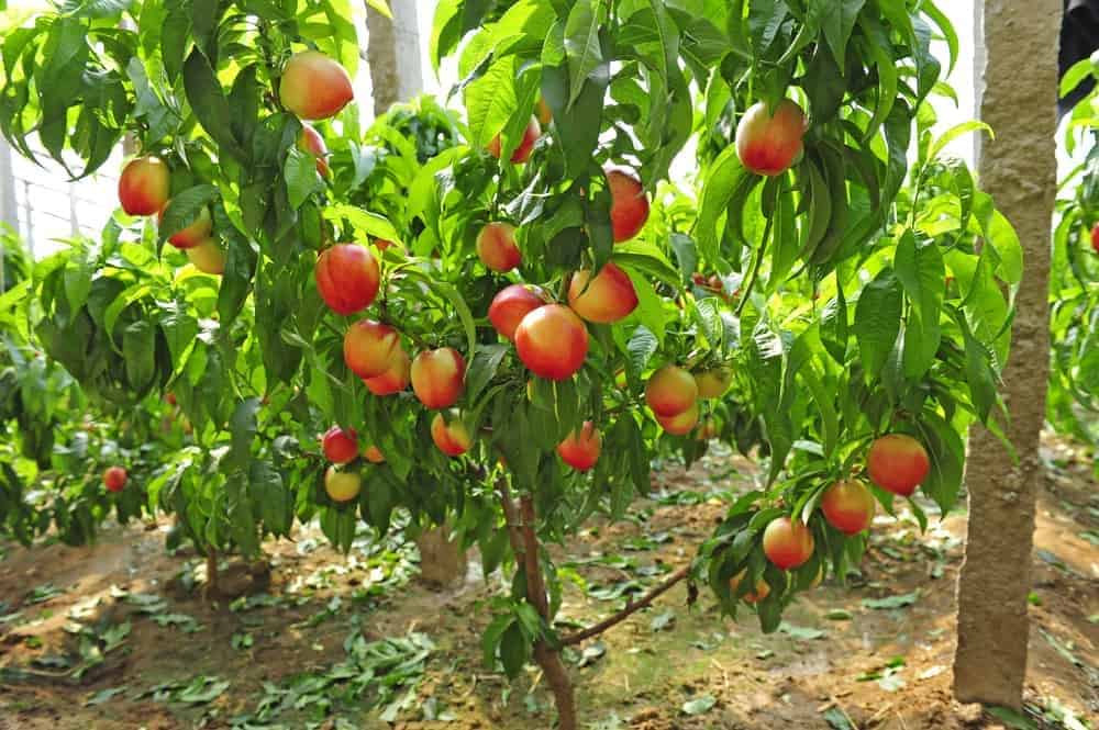 Fertilizing and Pruning Nectarine Trees