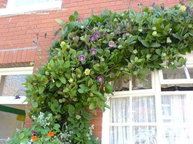 Cup and Saucer Plant