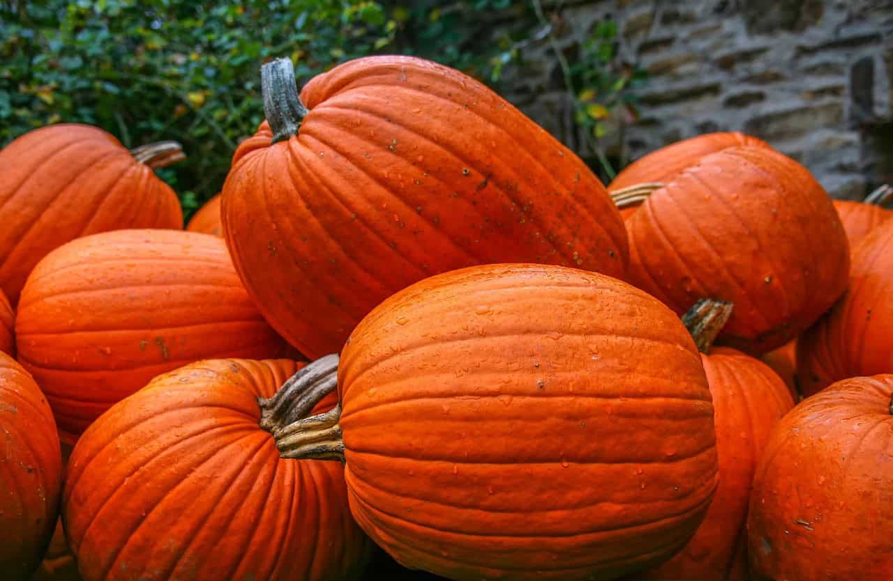 Medium Pumpkins