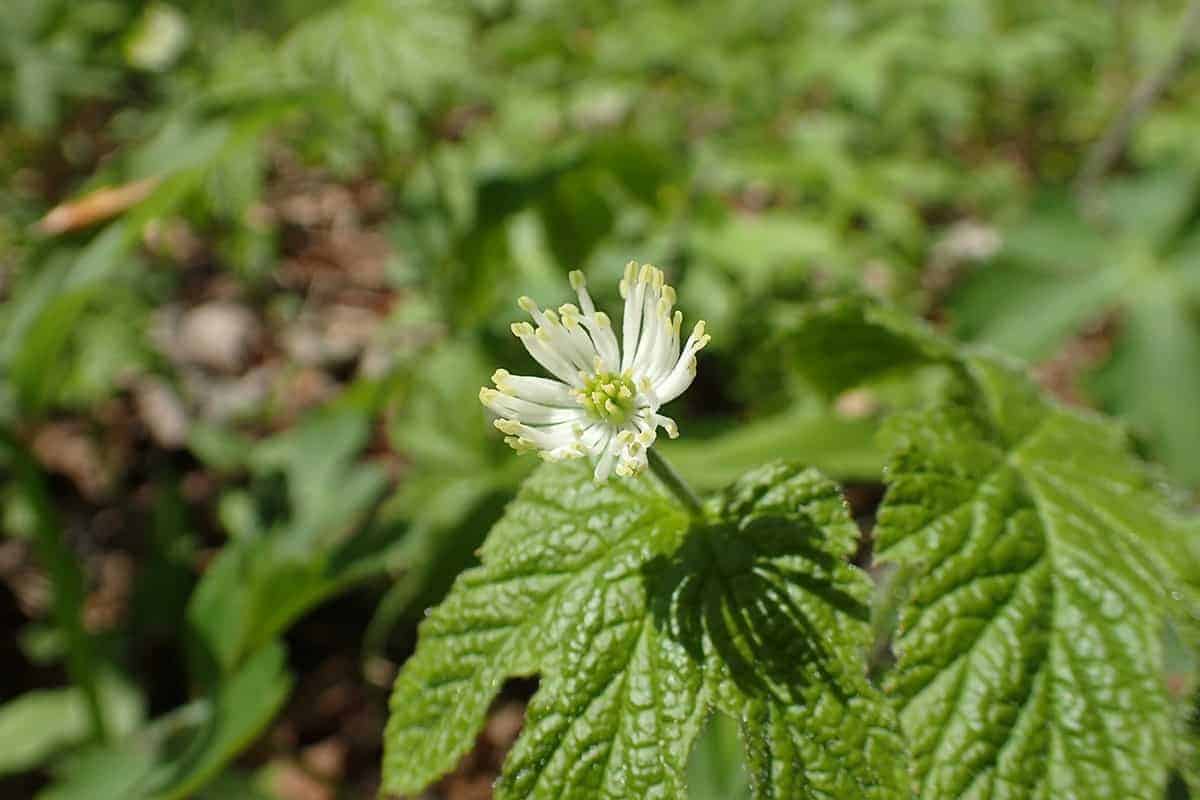 Goldenseal