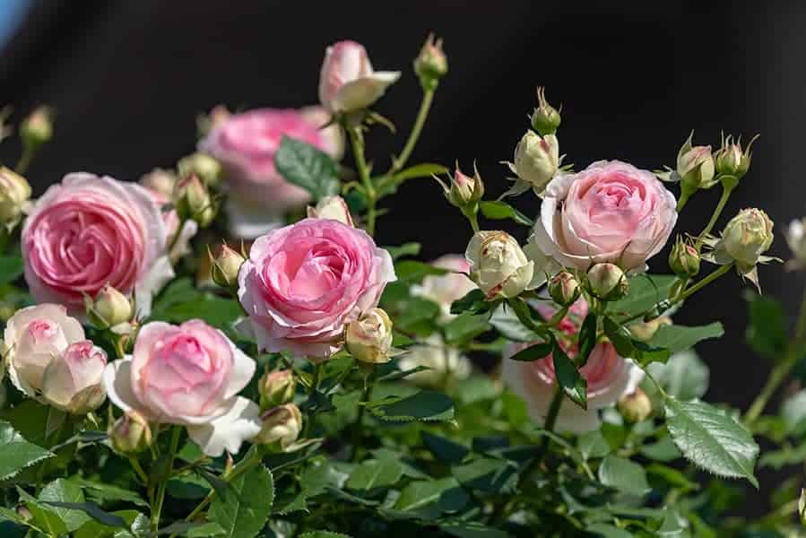 Roses (Rosa spp.)