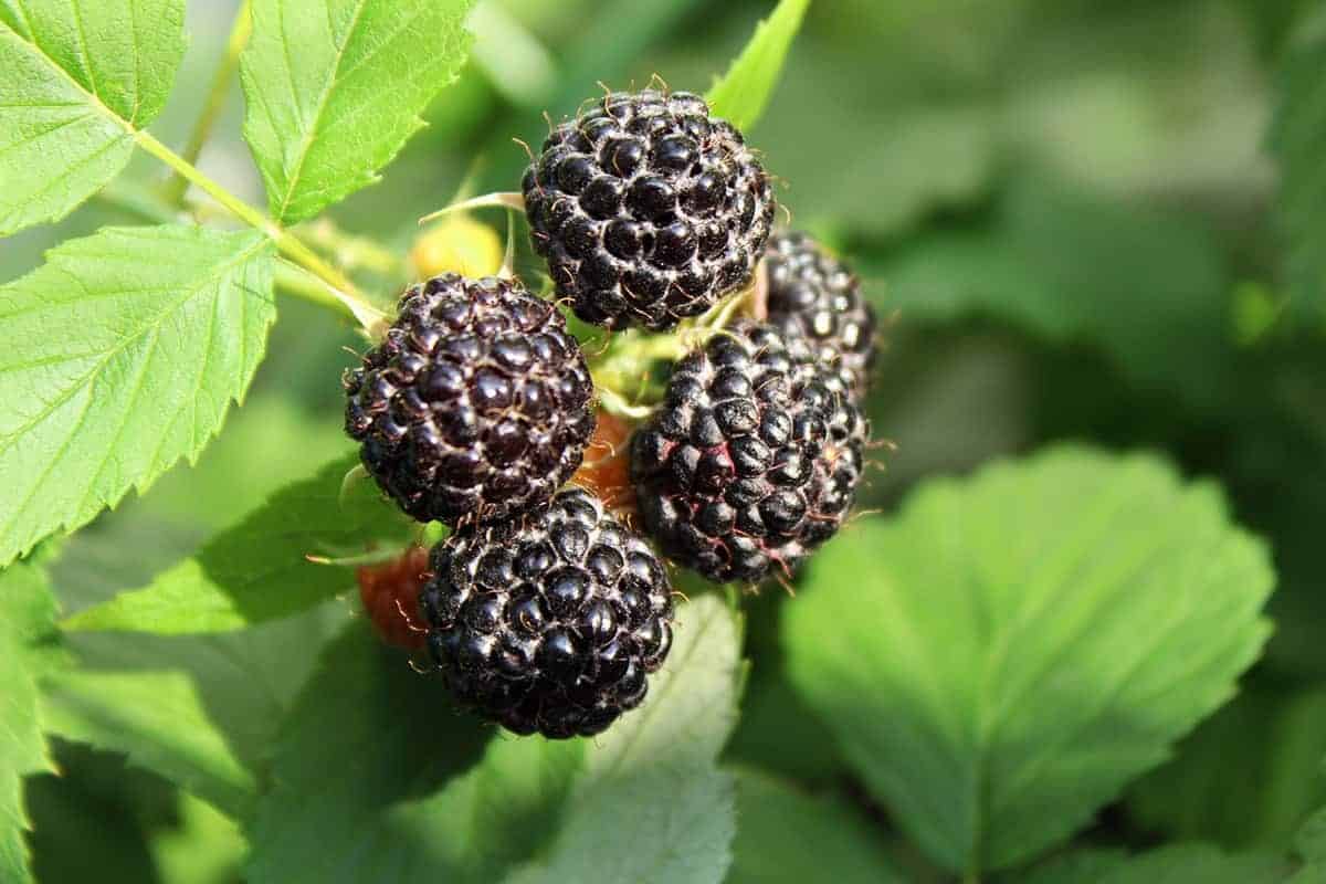 Black Raspberries – Rubus occidentalis L.