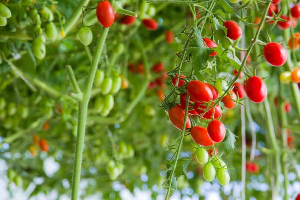 Grape Tomato