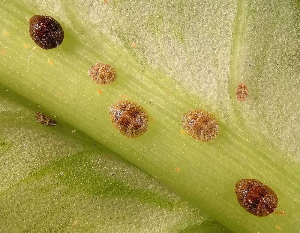 Scale Insects