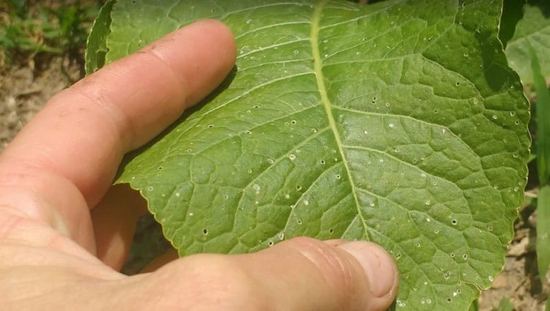 Possible Problems Growing Horseradish