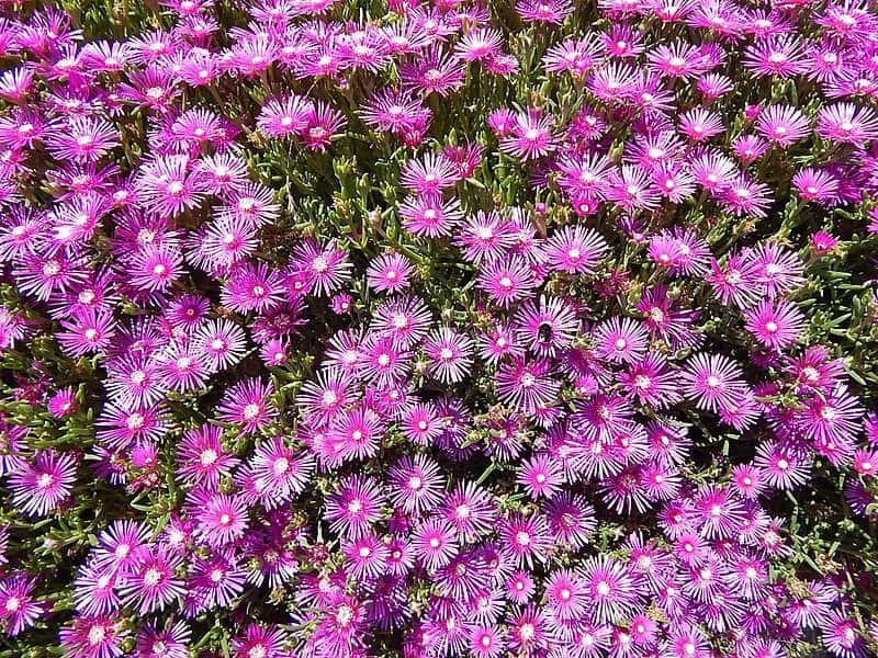 Globe Ice Plant (Ruschia punctulata)