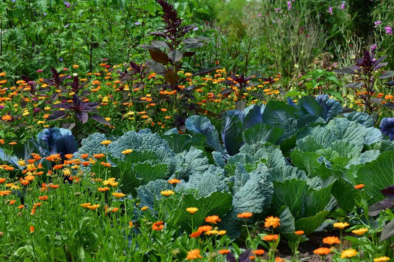 Edible Landscaping