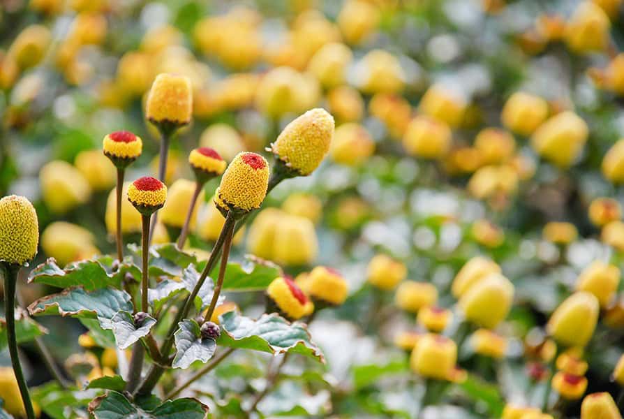 Spilanthes aka Toothache Plant