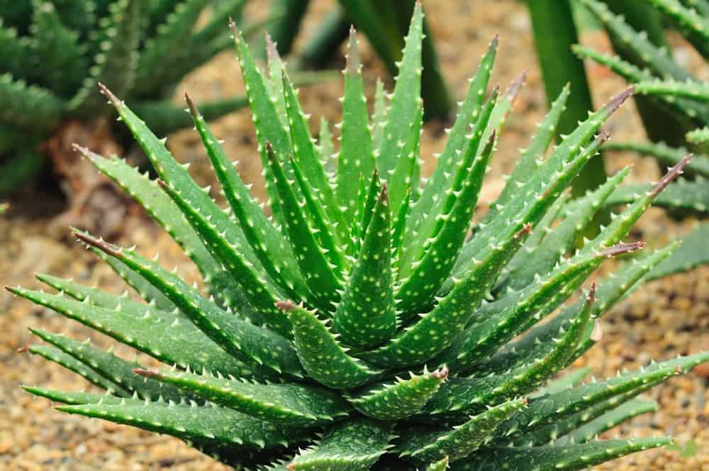 Best Aloe Species and Hybrids