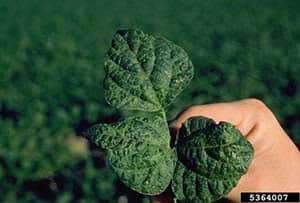 Mosaic Virus