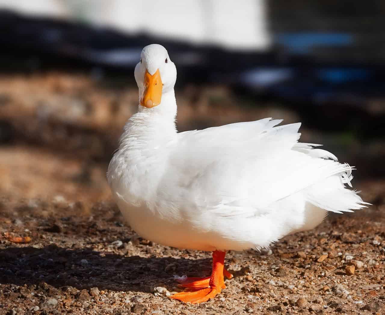 What To Feed Adult Laying Flocks