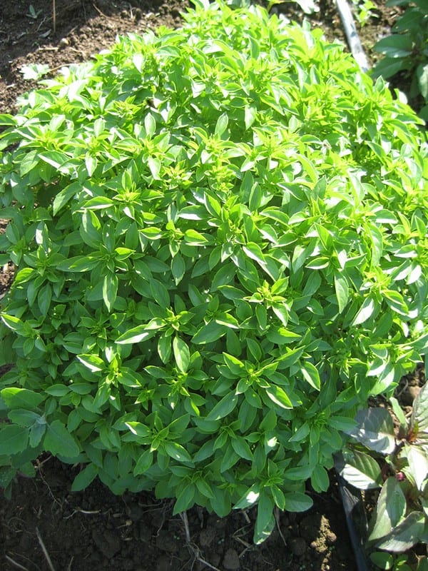 Greek Basil