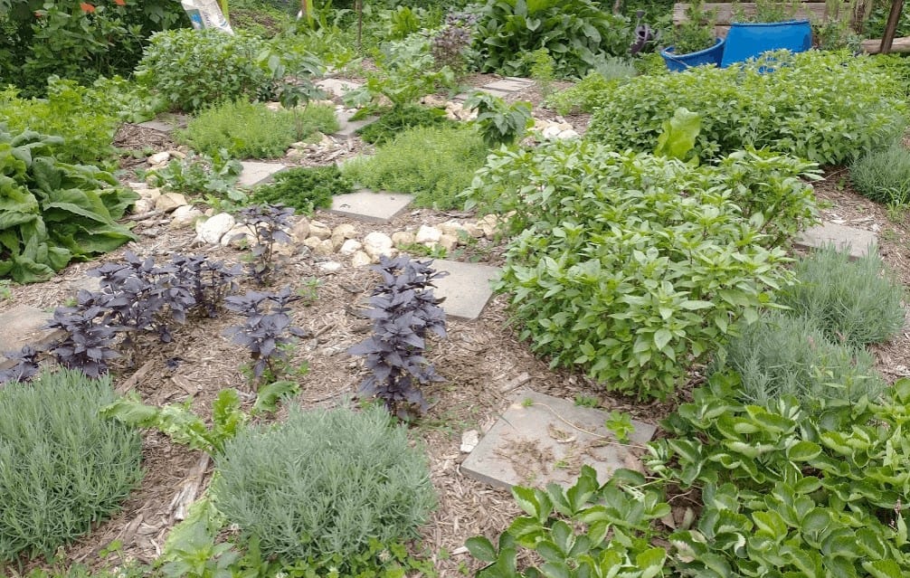 Productive Herbs & Intermediate Production