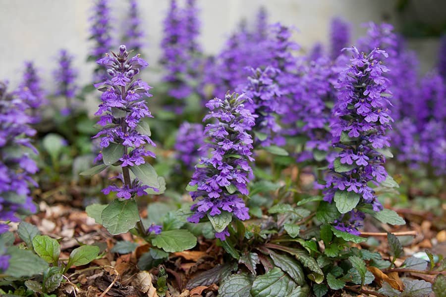 Bugleweed (Ajuga)