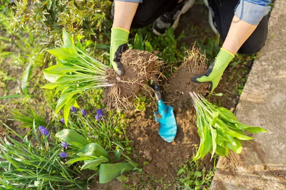 Planting Hostas