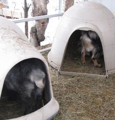 Alaskan Goat Igloos